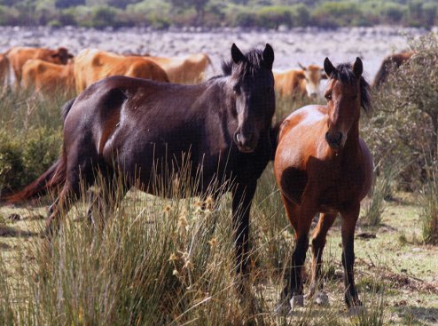 cavallo giara